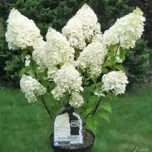 Rispenhortensie garten schlueter silver dollar weiss
