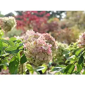 Rispenhortensie garten von ehren limelight weiss rosa bluete