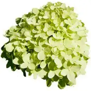 Rispenhortensie pflanzenversand qualitaet und service limelight