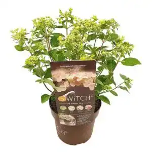 Rispenhortensie plant in a box hydrangea paniculata s witch