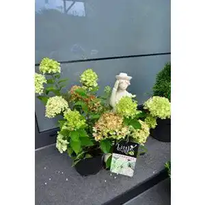 Rispenhortensie plantenwelt hydrangea paniculata little lime