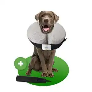 Halskrause Hund