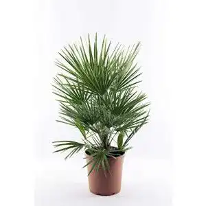 Zwergpalme blumen senf winterharte chamaerops humilis ca 60 cm