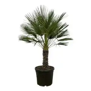 Zwergpalme green bubble trendyplants chamaerops humilis einstaemmig