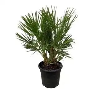 Zwergpalme green bubble trendyplants chamaerops humilis strauch