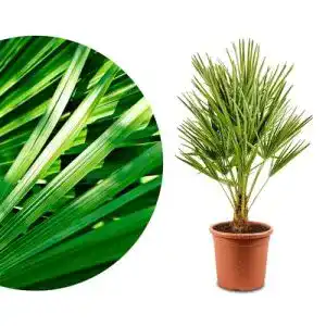 Zwergpalme meine orangerie mittelmeer winterharte palme
