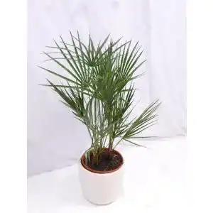 Zwergpalme palmenlager de palmenlager chamaerops humilis 90 100