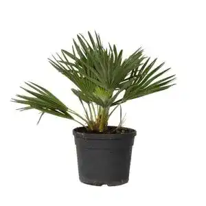 Zwergpalme plant in a box chamaerops vulcano winterhart