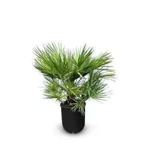 Zwergpalme sunny tree chamaerops humilis europaeische immergruene