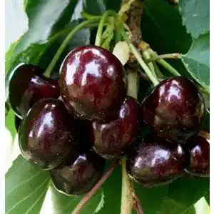 Kirschbaum