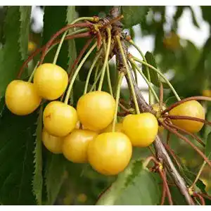 Kirschbaum muellers gruener garten shop doenissens gelbe knorpel