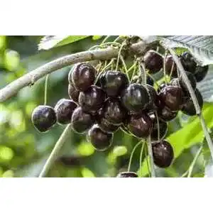 Kirschbaum plantapro prunus avium kordia 150 200 cm