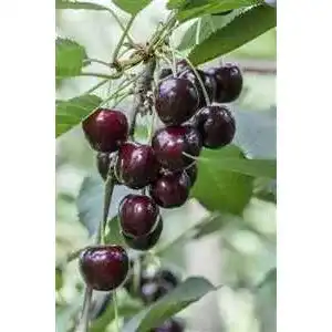 Kirschbaum plantapro prunus avium regina 150 200 cm