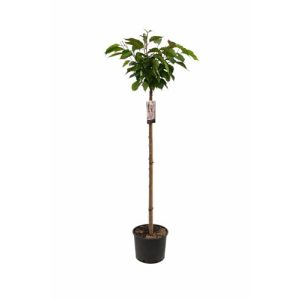 Japanische Nelkenkirsche Prunus serrulata ‚Kanzan‘ für Gärten