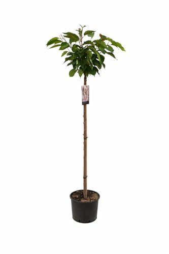 Japanische Nelkenkirsche Prunus serrulata ‚Kanzan‘ für Gärten