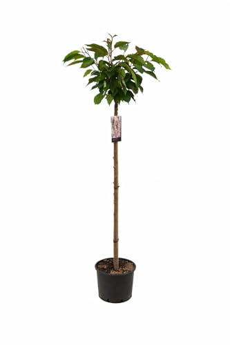 Japanische Nelkenkirsche Prunus serrulata ‚Kanzan‘ für Gärten