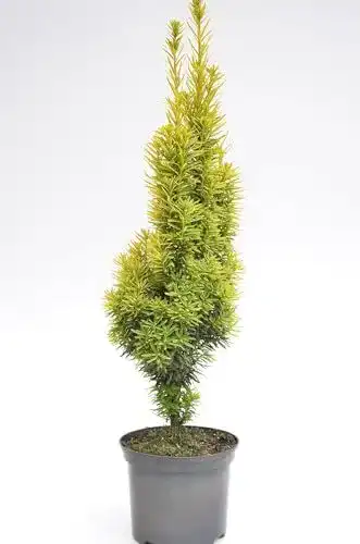 Säuleneibe Taxus baccata Fastigiata Aureomarginata 30-40 cm im 3 Liter Topf