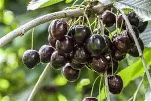 Kirschbaum Prunus avium ‚Kordia‘ 150200 cm Winterhart und pflegeleicht