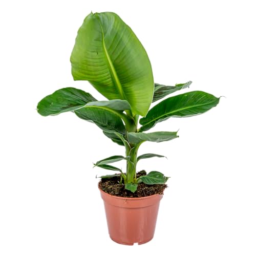 Bananenpflanze Bloomique – Musa Oriental Dwarf – Zimmerpflanze