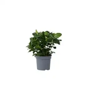Jasminpflanze Gardenia jasminoides – Pflegeleichte Zimmerpflanze mit Duft