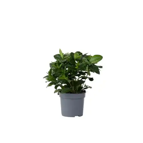Jasminpflanze Gardenia jasminoides – Pflegeleichte Zimmerpflanze mit Duft