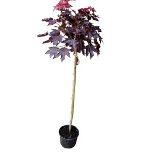 Kugelbaum Pflanzen Böring Roter Kugelahorn Crimson Sentry, 180-190 cm