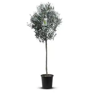 Kugelbaum Tropictrees Natürlicher Olivenbaum mit 160 cm Hochstamm