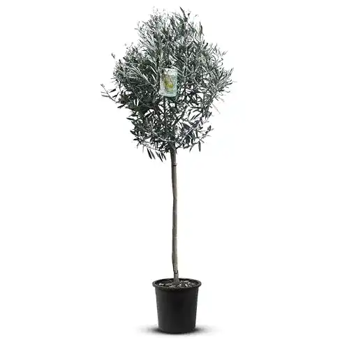 Kugelbaum Tropictrees Natürlicher Olivenbaum mit 160 cm Hochstamm