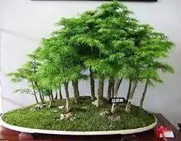 Bonsai-Samen SVI Wacholder 30 Stück für die Bonsai-Zucht
