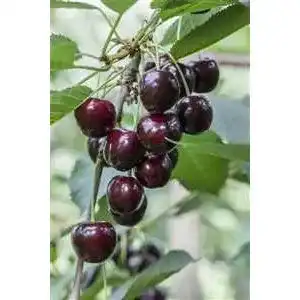 Kirschbaum Prunus avium ‚Regina‘ 150200 cm Winterhart und mehrjährig