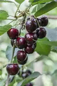 Kirschbaum Prunus avium ‚Regina‘ 150200 cm Winterhart und mehrjährig