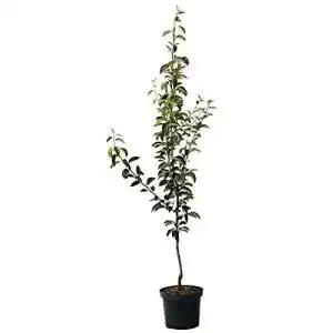 Birnenbaum