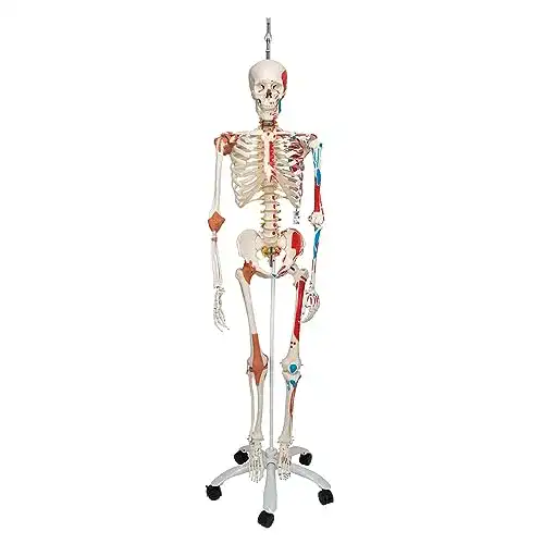 Anatomie Skelett 3B Scientific Menschliches Skelett Sam