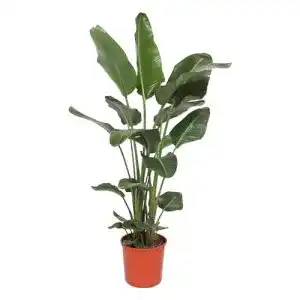 Strelitzia Nicolai Zimmerpflanze – Höhe 160-180 cm, Topfgröße Ø24 cm