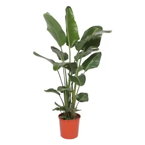 Strelitzia Nicolai Zimmerpflanze – Höhe 160-180 cm, Topfgröße Ø24 cm