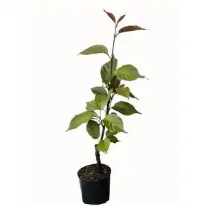 Zierkirsche Seedeo – Japanische Blütenkirsche (Prunus serrulata ‚Kanzan‘)