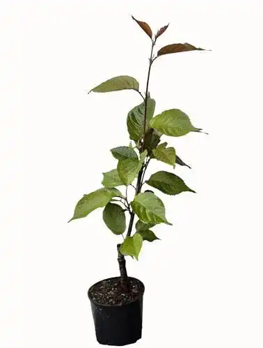 Zierkirsche Seedeo – Japanische Blütenkirsche (Prunus serrulata ‚Kanzan‘)