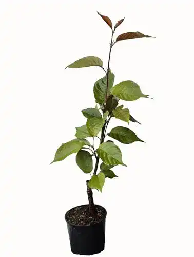 Zierkirsche Seedeo – Japanische Blütenkirsche (Prunus serrulata ‚Kanzan‘)