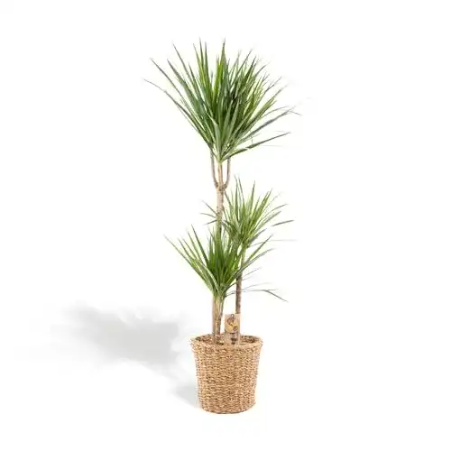 Luftreinigende Pflanze Dracaena Marginata XXL 120 cm mit Korb