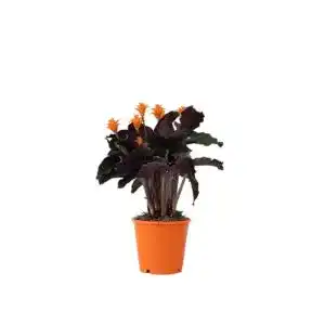 Luftreinigende Pflanzen: Calathea Crocata im Topf 14 cm