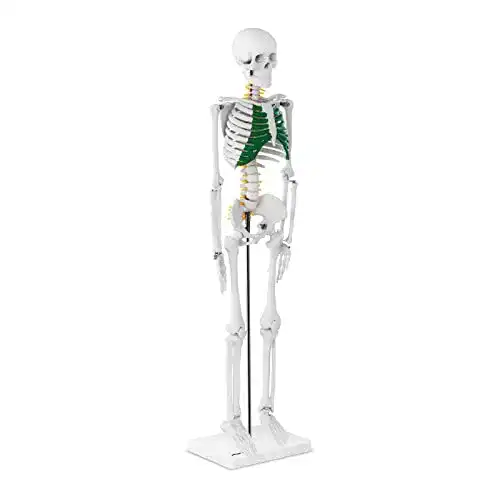 Anatomie Skelett Physa Mini Skelett Modell für Lehrzwecke