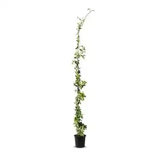Tropictrees Trachelospermum Jasminoides – Winterharter Sternjasmin 170 cm