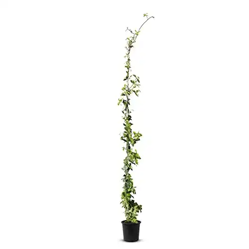 Tropictrees Trachelospermum Jasminoides – Winterharter Sternjasmin 170 cm