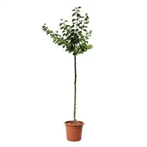 Aprikosenbaum Kentis Aprikosen Pflanzen für den Garten