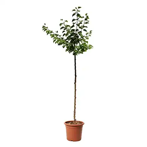 Aprikosenbaum Kentis Aprikosen Pflanzen für den Garten