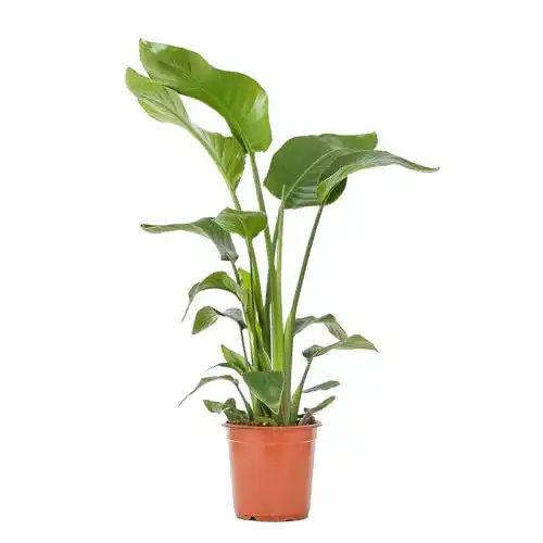 Strelitzie Pflanze Bloomique – Strelitzia Nicolai – Paradiesvogelblume