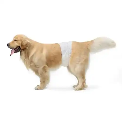 Einweg Hundewindeln für Rüden von Amazon Basics im 30er-Pack
