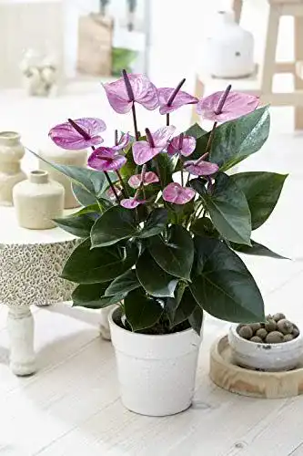Tropische Anthurium Pflanzen im 13 cm Keramiktopf für Innenräume