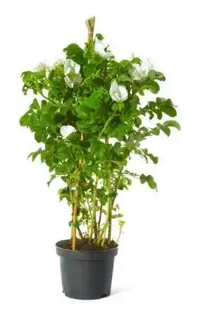 Kartoffelrose – Weiße Apfelrose für Gärten und Hecken
