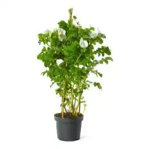 Kartoffelrose – Weiße Apfelrose für Gärten und Hecken